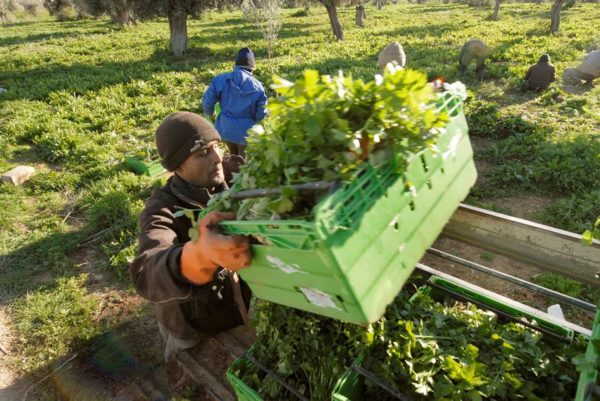 Ενημερωτικές συναντήσεις για αγρότες στο δήμο Κύμης-Αλιβερίου