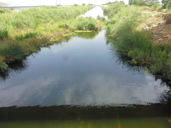 Λαμία: Μόλυνση και κουνούπια στην Γερμανική Τάφρο. (φώτο και video)