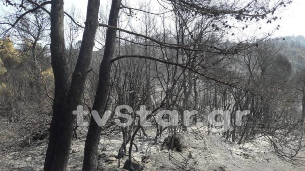 Συμβουλές για πολίτες που υπέστησαν ζημιές από την φωτιά στη Β. Εύβοια