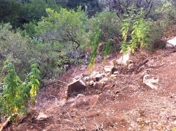 Φθιώτιδα: Τους έπιασαν μέσα στη φυτεία με τα χασισόδενδρα. (φωτογραφίες)