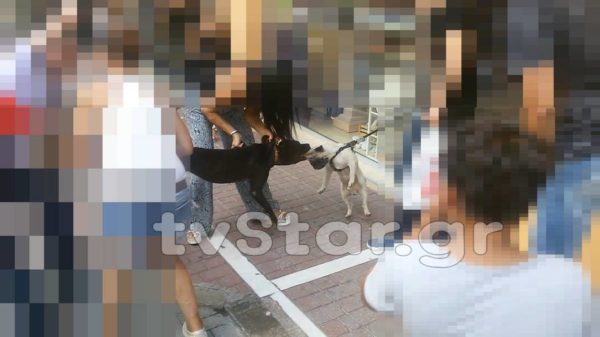 Συγκλονιστικό video από το κέντρο της  Λαμίας. Άνθρωποι προσπαθούν να σώσουν σκύλο από τα δόντια άλλου σκυλιού. Προσοχή σκληρές εικόνες