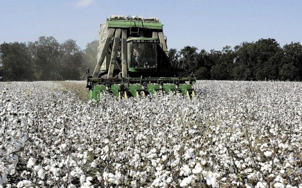 Γεωργικές προειδοποιήσεις για βαμβακοπαραγωγούς