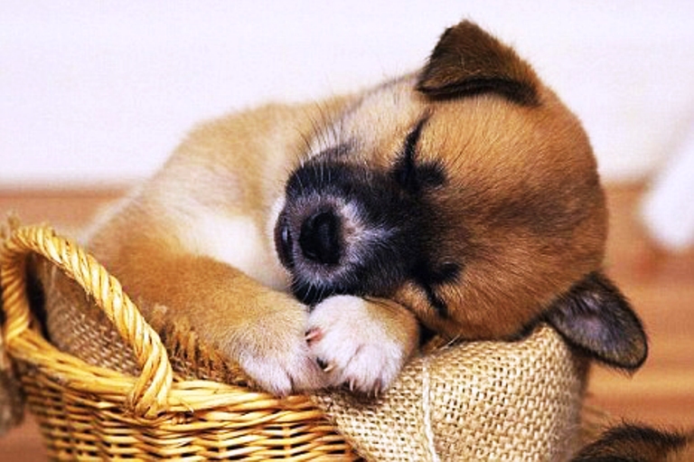 puppies1