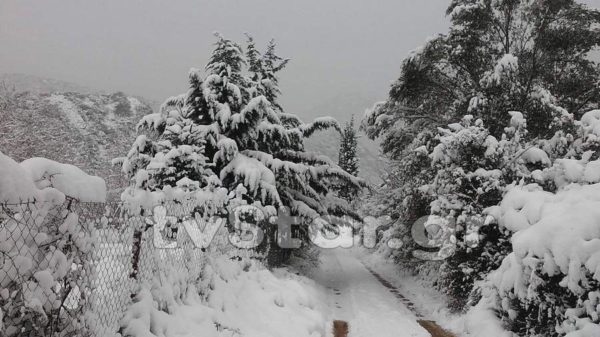 Χιόνι και στη Φωκίδα. Δείτε φωτογραφίες
