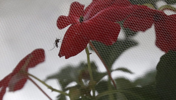Δημιουργήθηκαν από ‘Ελληνα επιστήμονα στις ΗΠΑ κουνούπια ανθεκτικά στον ιό του δάγκειου πυρετού