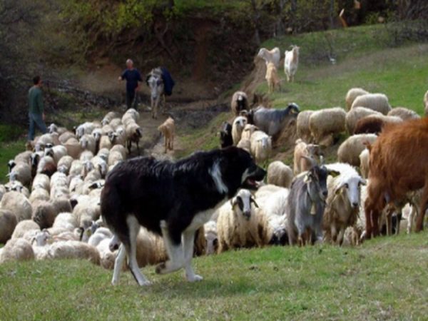 Λύκοι αποδεκατίζουν τα κοπάδια της Βοιωτίας (video)