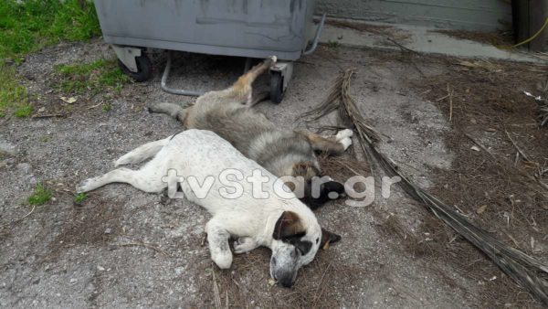 Σκότωσαν με φόλες αδέσποτα στο Μαρίνι. (φώτο και video)