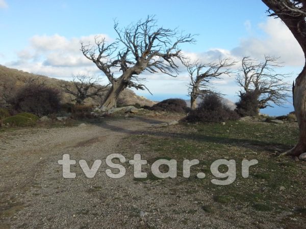 Καταστρέφεται το αιωνόβιο Καστανόλογγο. Γιατί ανησυχούν στην Κάρυστο