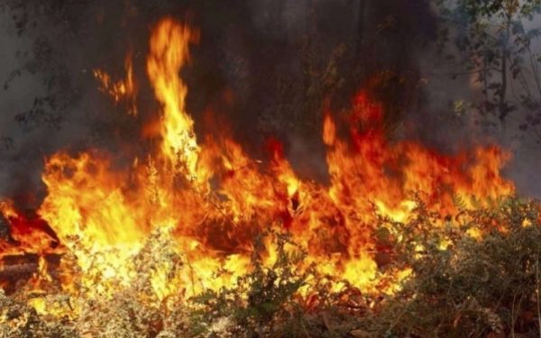 Πυρκαγιά σε δασική έκταση στην Κύμη