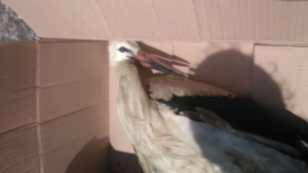Ο Φιλοζωϊκός σύλλογος Λαμίας έσωσε πελαργό