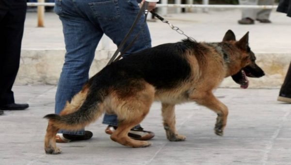 Δεν πρόλαβε να κάνει διακοπές. Ο σκύλος μύρισε τα ναρκωτικά στο λιμάνι του Αγίου Κωνσταντίνου