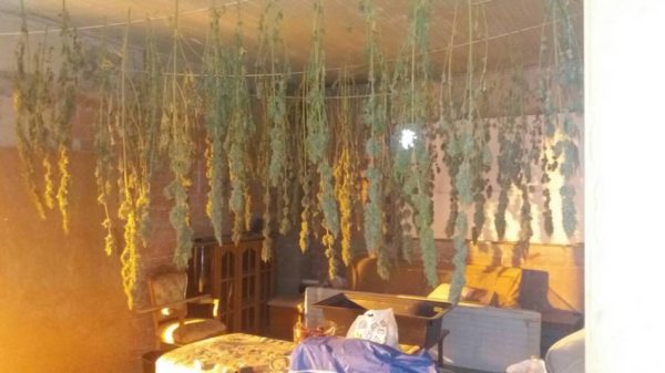Τα χασισόδενδρα έφταναν το 1,5 μέτρο. (φώτο)