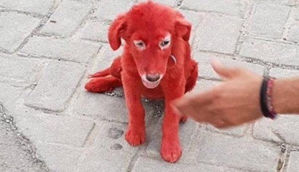 Χαλκίδα: Ασυνείδητοι έβαψαν κουτάβι με κόκκινη βαφή μαλλιών. (φώτο και video)