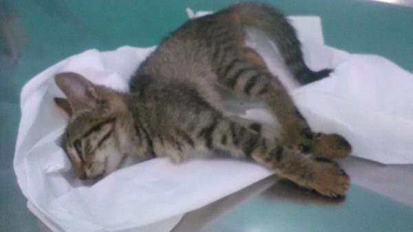 Πυροβόλησαν αδέσποτο γατάκι με αεροβόλο