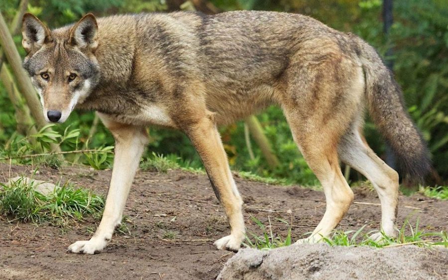 red wolf at point defiance