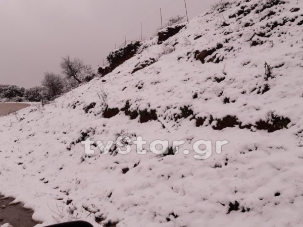 Εφτά κουταβάκια ζητούν ζέστη