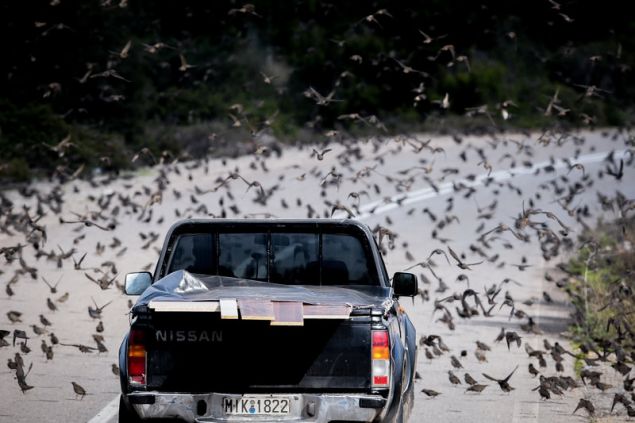 agriopoulia 1 iefimerida