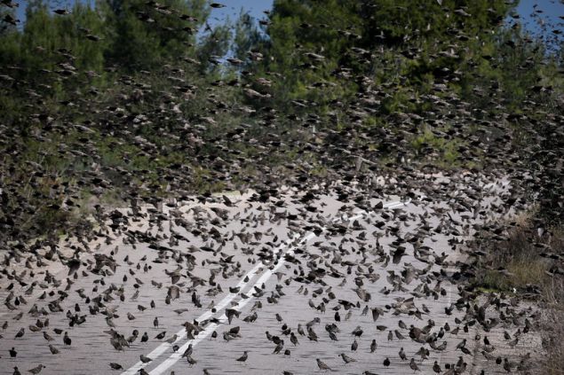 agriopoulia 3 iefimerida