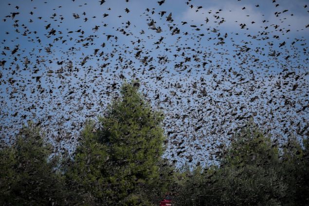 agriopoulia 4 iefimerida