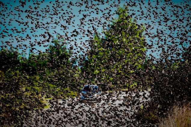 agriopoulia 5 iefimerida