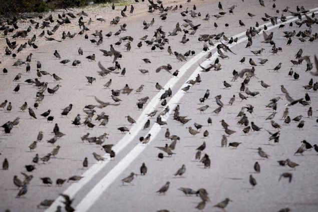 agriopoulia 2 iefimerida