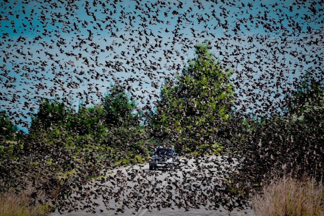 agriopoulia 7 iefimerida