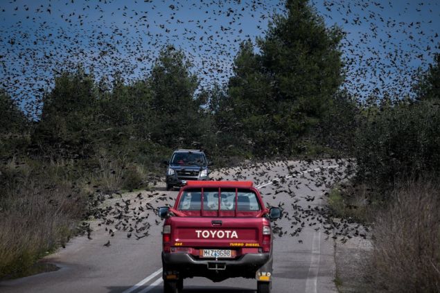 agriopoulia 6 iefimerida