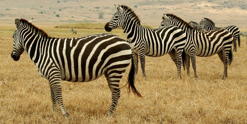 800px Tanzanian Animals