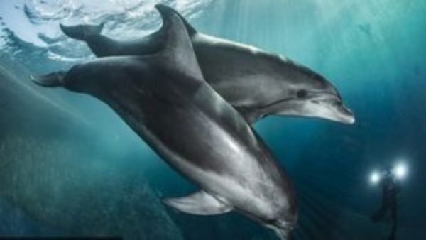 Βρέθηκαν πιθανές ενδείξεις Αλτσχάιμερ στον εγκέφαλο δελφινιών