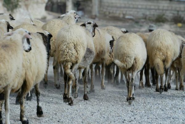 Λύθηκε το μυστήριο με τα αμνοερίφια που εξαφανιζόντουσαν από ποιμνιοστάσια