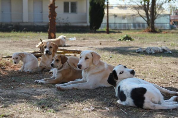 Φθιώτιδα: Ρίχνουν φόλες στα κυνηγόσκυλα