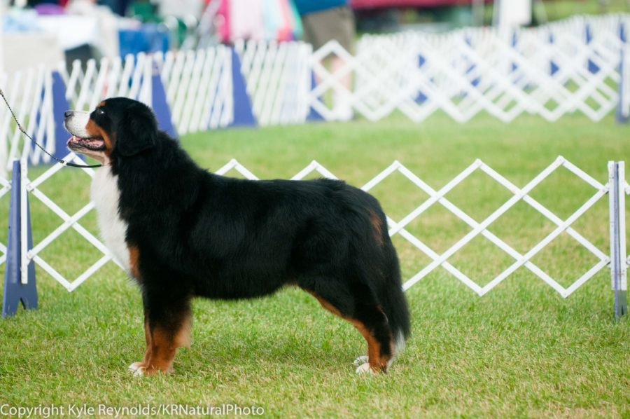 hickories circuit dog show august 16 2015 220