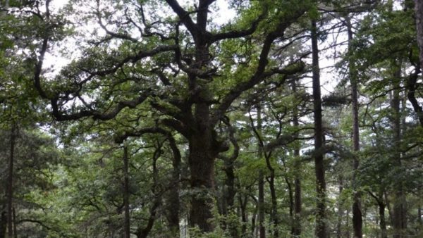 Έξι ιερά δάση της Ηπείρου «αφηγούνται» τις ιστορίες τους