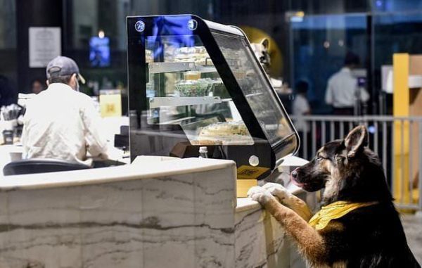 Άνοιξε το πρώτο καφέ στο οποίο επιτρέπονται οι σκύλοι