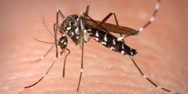 Επιδρομή κουνουπιών στην Φθιώτιδα – Εντείνει τους ψεκασμούς η Περιφέρεια (video)