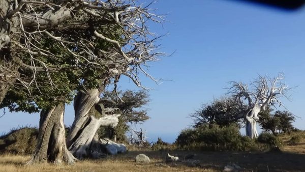 Να σταματήσει η καταστροφή των αιωνόβιων Καστανιών στην Κάρυστο