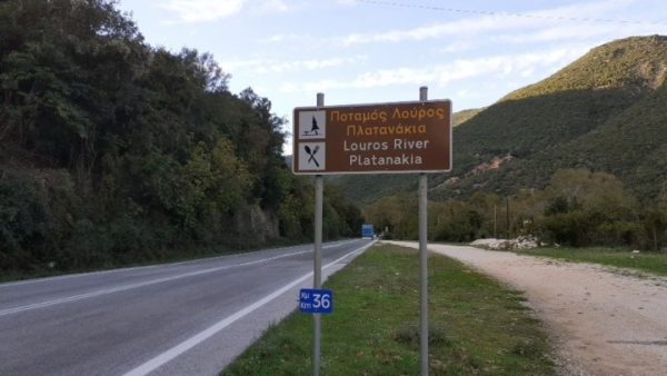 Ένας μύκητας καταστρέφει δάση από πλατάνια