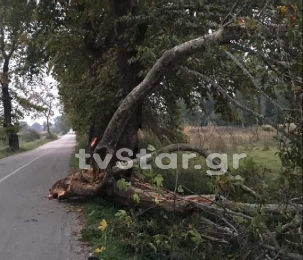 Μεγάλο κλαδί από πλάτανο έπεσε στον δρόμο. (φωτο)