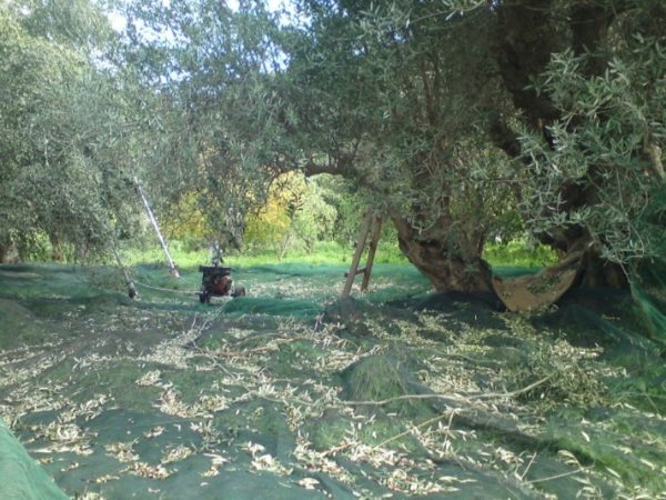 Lockdown : Ειδική μέριμνα για τους ελαιοπαραγωγούς