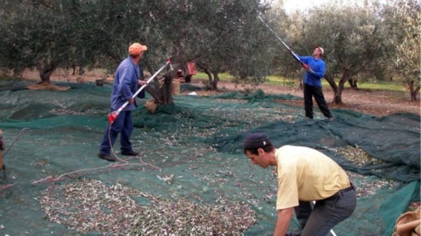 Πώς θα γίνονται μετακινήσεις για τη συγκομιδή ελιάς – Τι ισχύει για κυνήγι και ψάρεμα