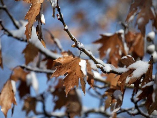 Τους -7 βαθμούς άγγιξε το Λιβάδι Παρνασσού