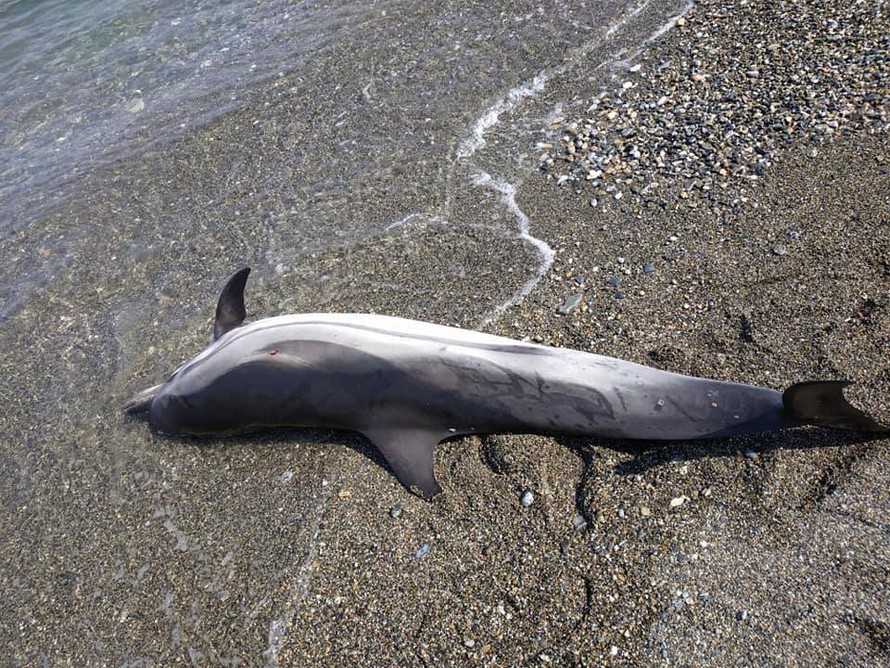 Βρέθηκε νεκρό δελφίνι στο Μώλο