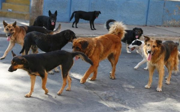 Ο δήμος Λεβαδέων μεριμνά για τα αδέσποτα ζώα- Δείτε τα σημεία σίτισής τους