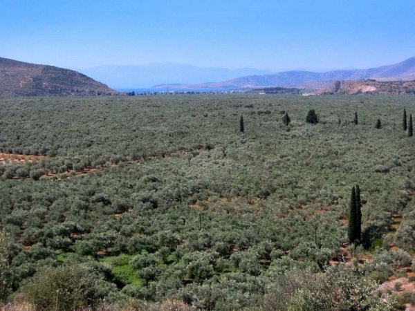 Ερώτηση βουλευτών του ΚΙΝΑΛ για την στήριξη των Ελαιοπαραγωγών Φωκίδας