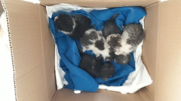5 νεογέννητα γατάκια βρέθηκαν πεταμένα σε κάδο σκουπιδιών