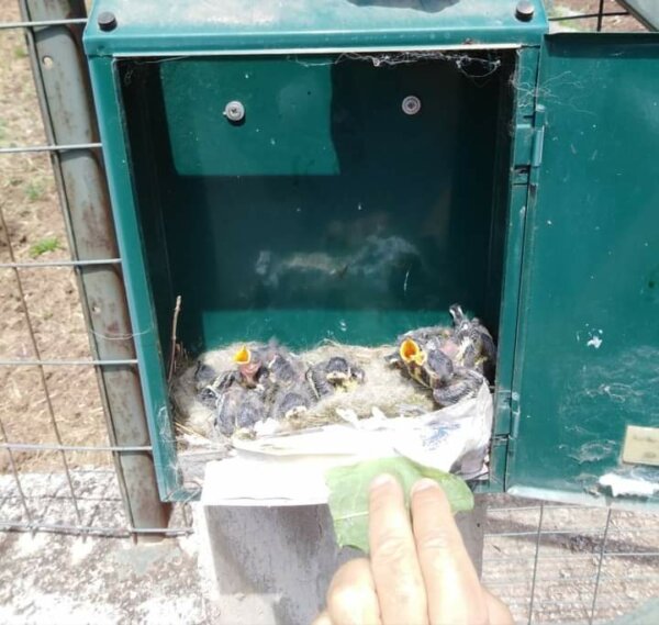 Έκανε το γραμματοκιβώτιο φωλιά για τα πουλάκια της