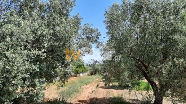 Γιατί αναπτύχθηκε φέτος ο δάκος στη Φθιώτιδα – Η απάντηση της Περιφέρειας