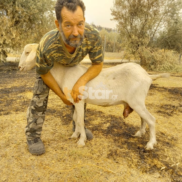 Από τα αποκαΐδια σώζουν ζωάκια με εγκαύματα - tvstar.gr