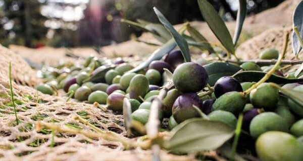 Η τριπλή επίθεση που δέχονται φέτος οι ελαιοπαραγωγοί – “Είμαστε μόνοι μας…”