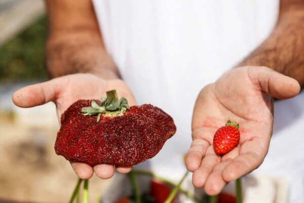 Ρεκόρ Γκίνες για τη φράουλα μήκους 18 και περιμέτρου 34 εκατοστών (φωτο)